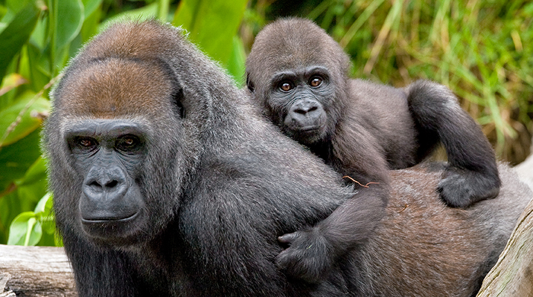 San Diego Zoo